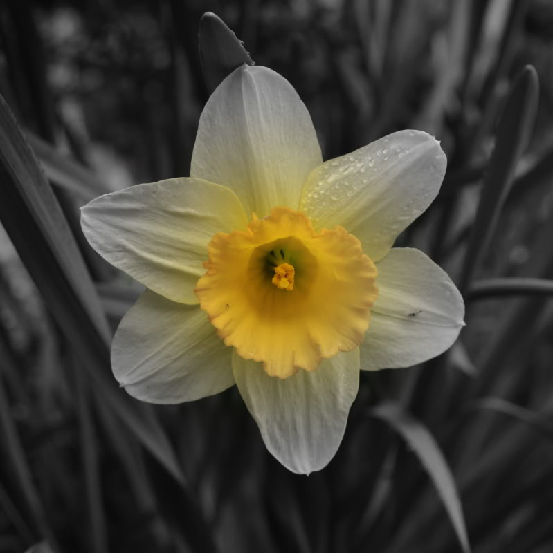 Flowers A-Bloomin’ in Haverford,&nbsp;PA