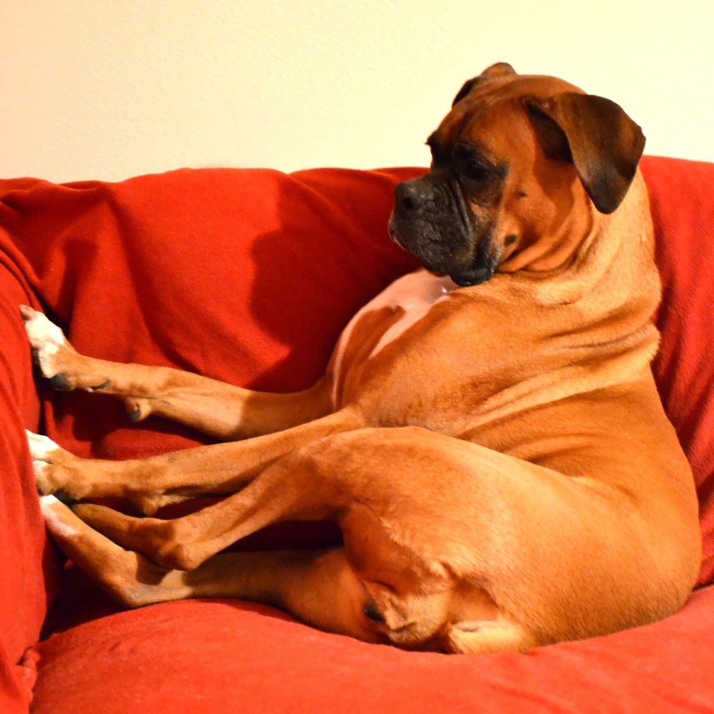 A Boy and His&nbsp;Dog