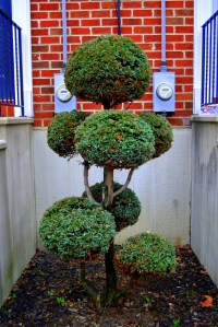Topiary