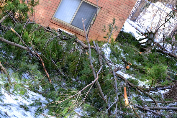 Arboreal Devastation