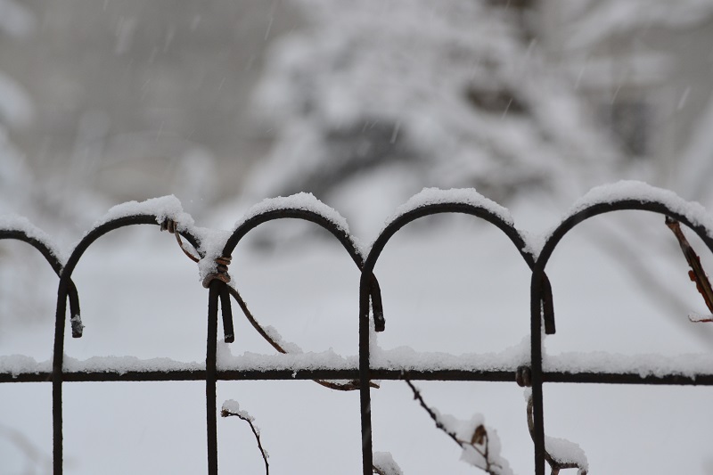 Oh, rickety, rusty wire-rimmed fence. You're so picturesque all covered in snow. Shhhhhh . . . I know, I know: you're inanimate and you'll never be able to understand these words.