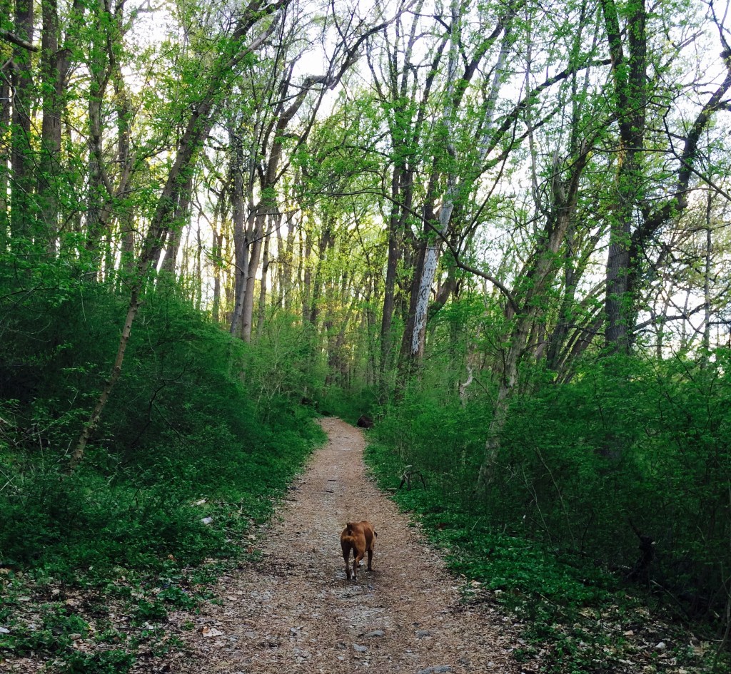 Farewell to a Wooded&nbsp;Wonderland