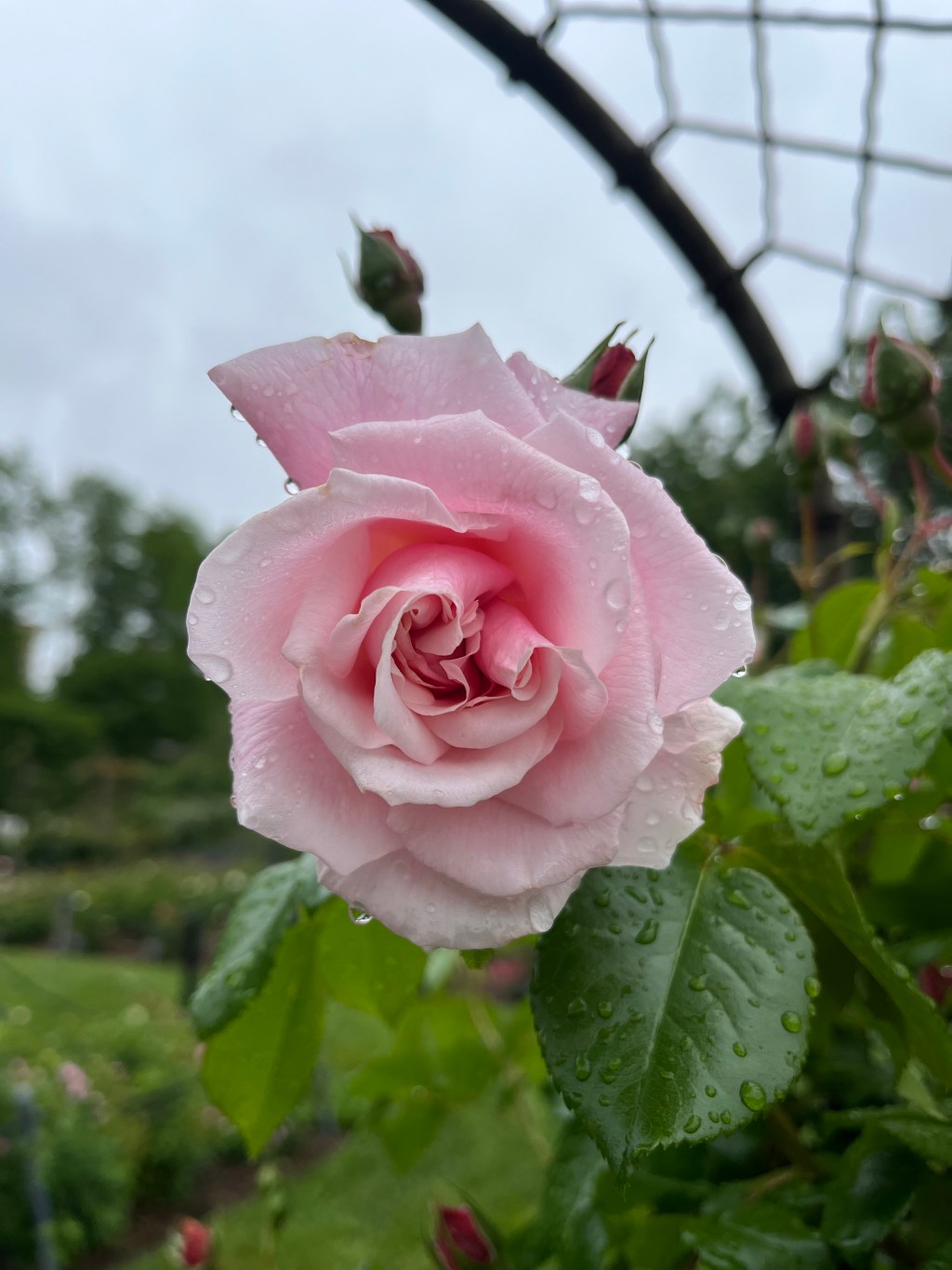 Flowers, a Book, a Card, and a&nbsp;Tree